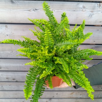 Nephrolepis exaltata (Ľadviník) ´GREEN LADY´ - kont. C1L, výška 20-25 cm